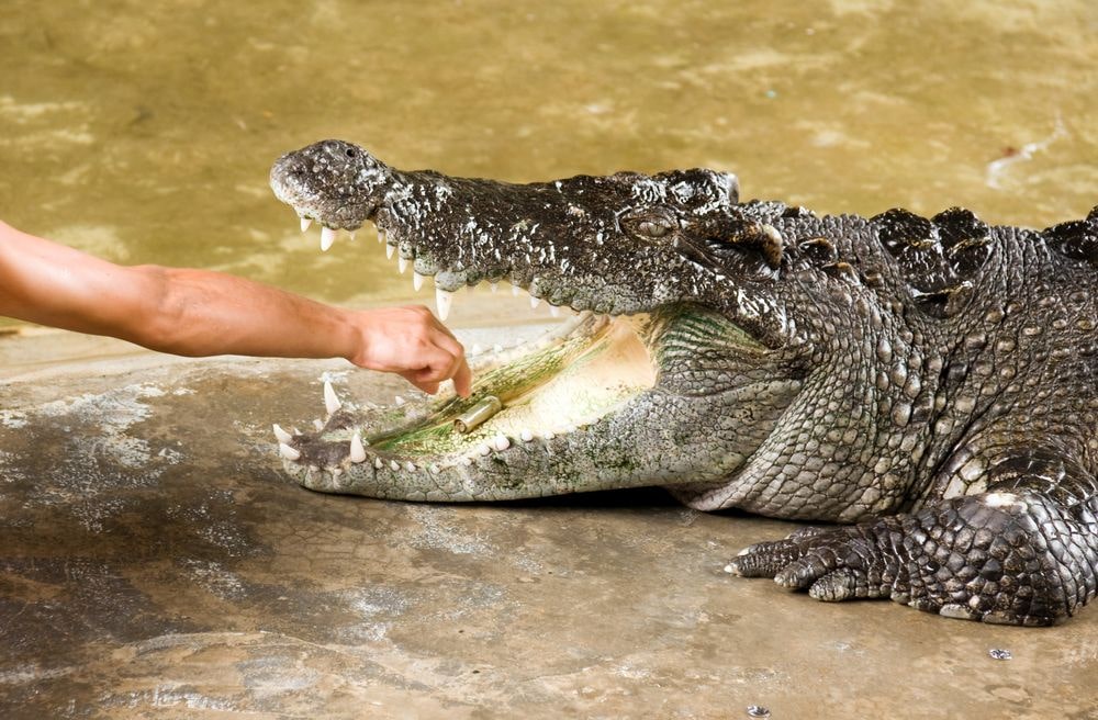 Representation of the anxiety that you feel when you confront danger, like this aligator.
